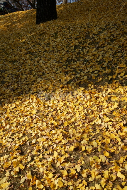 은행나무,가을,가을풍경,자연,nature,autumnleaves,fall,autumn,koreanature,trees,colorful,yellow