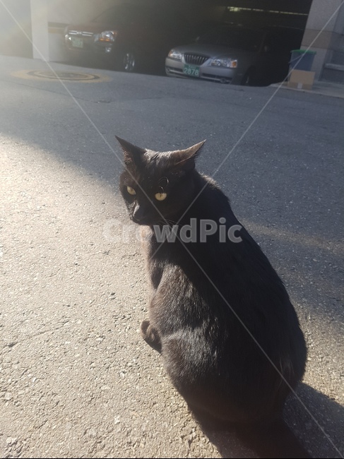 동물,반려동물,고양이,감성,고양이뒤태,고양이뒷모습,귀여운고양이,야외고양이,반려묘,cat,코숏,검은고양이