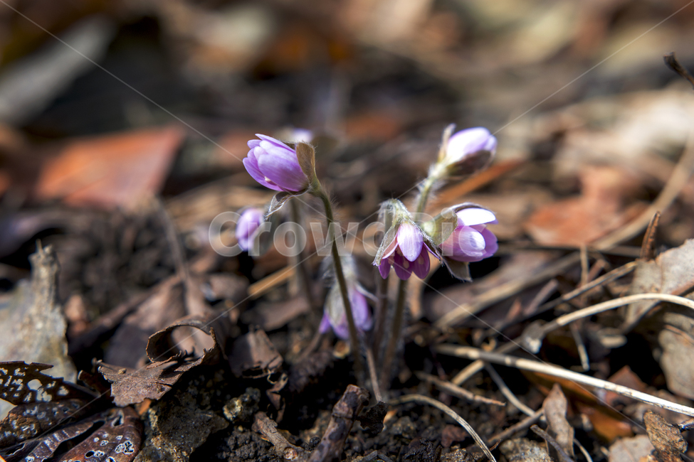 노루귀,솜털,낙엽,봄,희망,개화,봄,계절,spring,season,식물,자연,plants,nature,꽃,flower,plant,blossom,iris,아이리스