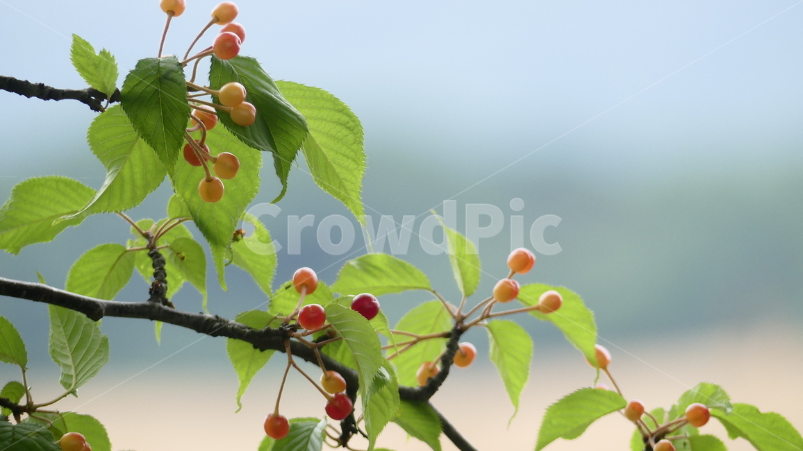 산수유,열매,과일,농촌,여름,풍요,시원,한약재,건강,나무잎