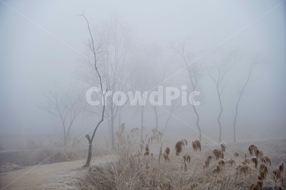 겨울,나무,감성,계절,공원,식물,자연,풍경,nature,landscape,weather,날씨,outdoors,옥외