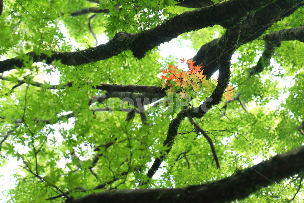 단풍나무,단풍,배경화면,배경,나뭇잎,녹색,힐링,자연,식물,감성,가을,8월,nature,rest,green,relax,heaing,maple,가을,계절,fall,autumn,season,식물,자연,plants,nature,나무,trees,wood,tree,plant