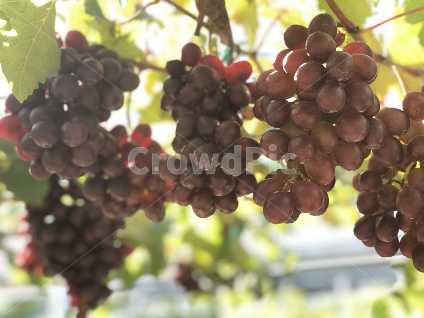 포도,grapes,fruit,과일,식물