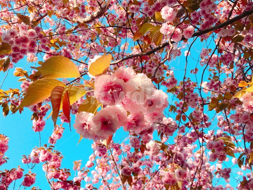 봄,꽃,벚꽃,화사한,화려한,꽃나무,벚꽃나무,flower,blossom,tree,식물,자연,nature,blooming,하늘,sky,꽃배경,background