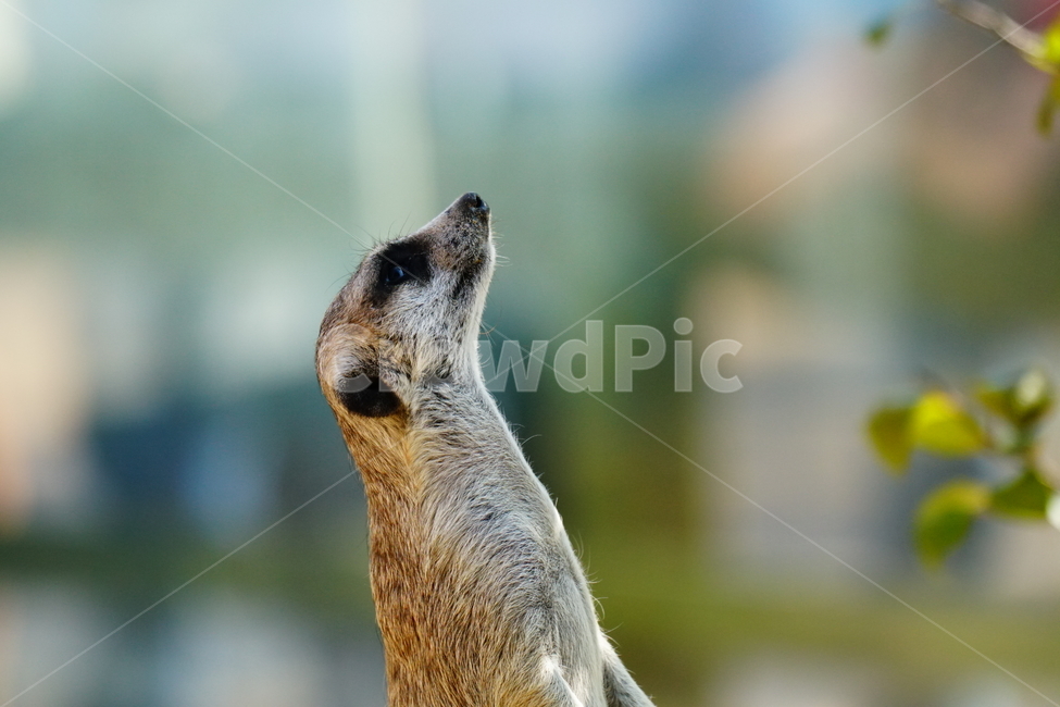미어캣,슈리케이트,meerkat,suricate,포유류,동물,animal,파수꾼,육식동물,귀엽다,귀여운,귀여움,자연,nature,동물,animal,포유류,mammal