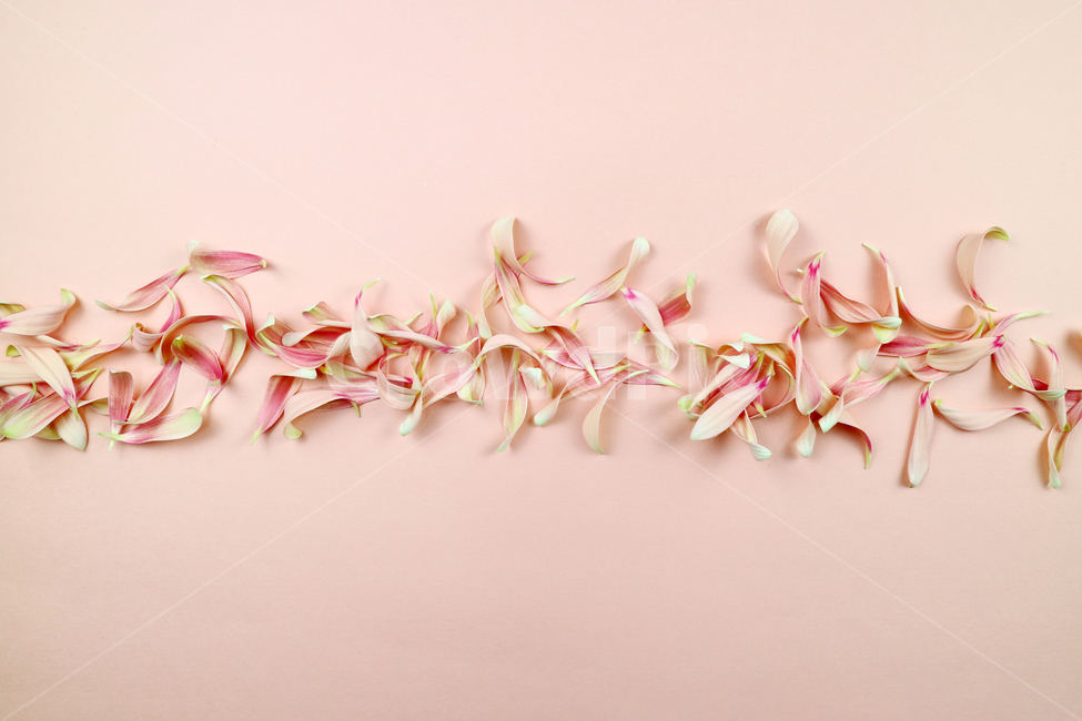 꽃잎,백그라운드,식물,자연,계절,봄,꽃,배경,배경이미지,내추럴,flower,nature,flora,background,꽃,flower