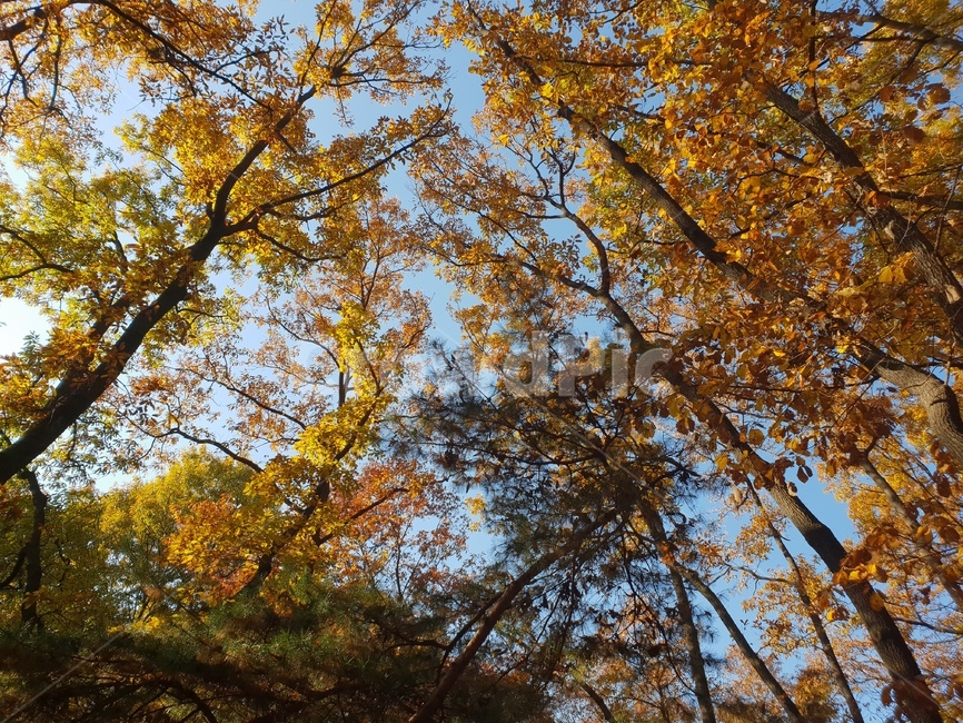 가을풍경,단풍,단풍놀이,가을감성,소나무,융릉,건릉,산책로,숲,나무,낙엽,가을,계절,fall,autumn,season,자연,풍경,nature,landscape,식물,plants,나무,trees,wood,tree,plant,tree trunk,나무 줄기
