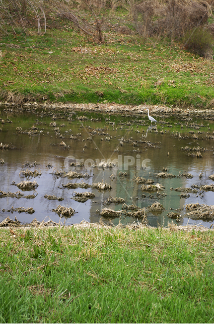 개천,나무,식물,plant,봄,spring,계절,새,조류,동물,animal,조류,새,birds