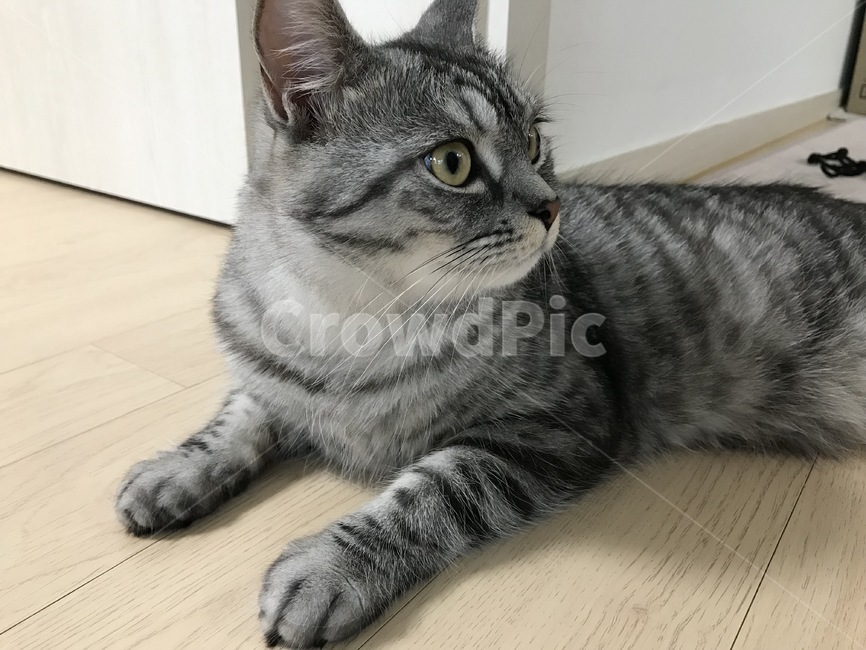 개냥이,고양이,엎드린고양이,잘생긴고양이,미묘,일반고양이