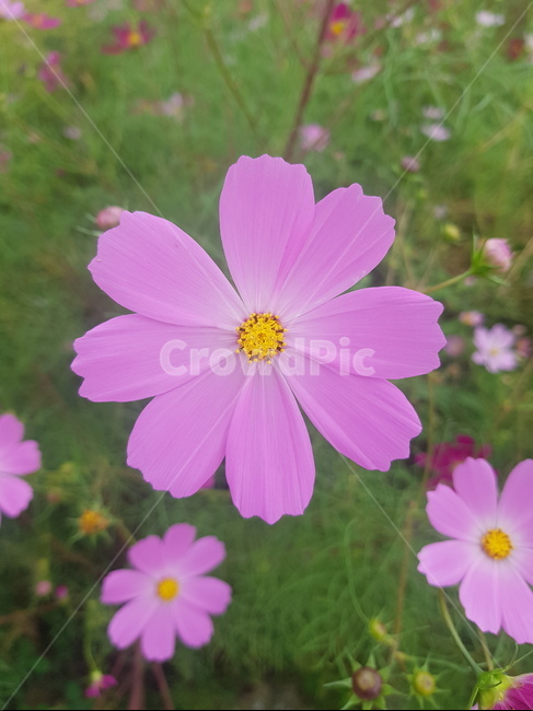 꽃,풍경,코스모스,가을,분홍색,한송이,갓길,cosmos,flower