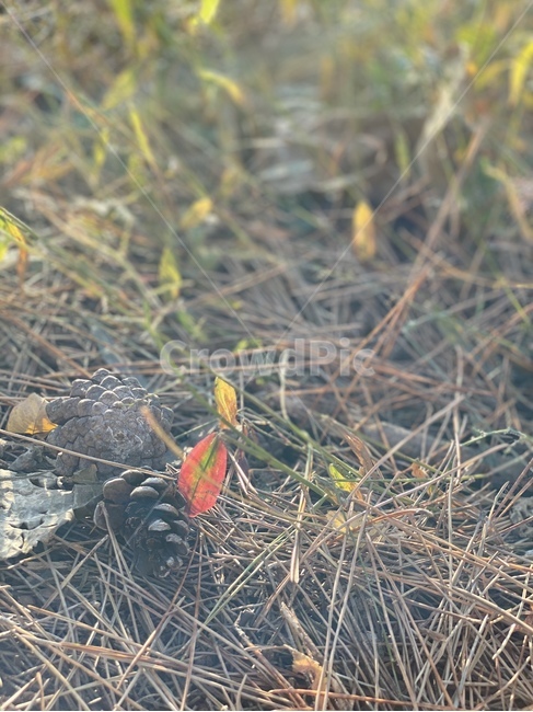 ground,바닥,산,자연,나무,식물,plant,tree,솔방울,숲속,흙