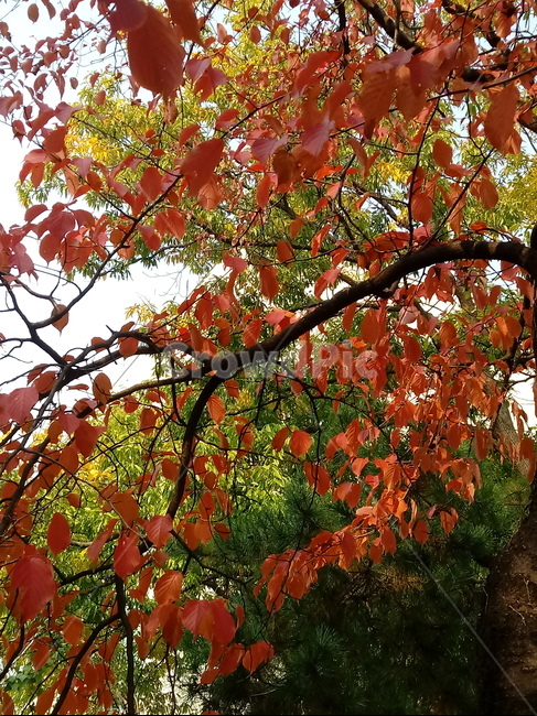 가을,단풍,낙엽,maple,plant,식물,단풍나무,단풍잎,leaf,잎,tree,나무,계절,fallautumnseason,가을단풍,자연,풍경,경치,가을,계절,fall,autumn,season,식물,자연,plants,nature,나무,trees,wood