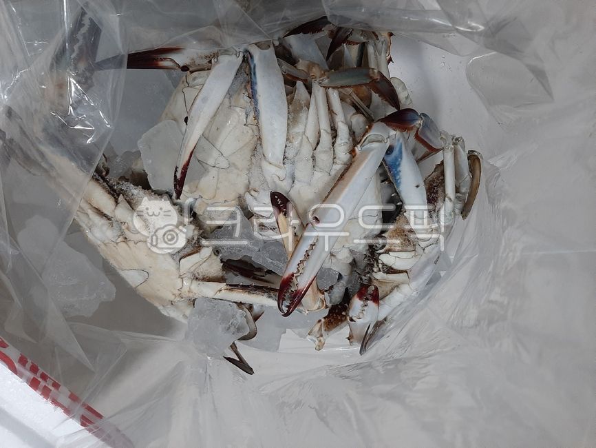 plastic packaging,Autumn crab,Courier delivery,ice,Crab packaging,crab,fish and shellfish