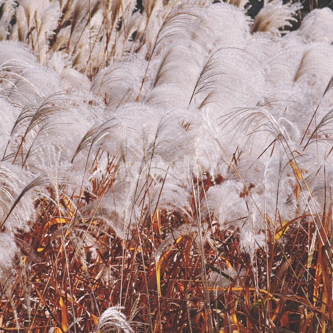 억새,억새풀,가을,silvergrass,바람,fall,autumn,자연,식물,brown,wind,풍경,nature,plants,landscape,가을,계절,fall,autumn,season,식물,자연,plants,nature,grass,잔디,plant,lawn,reed,갈대