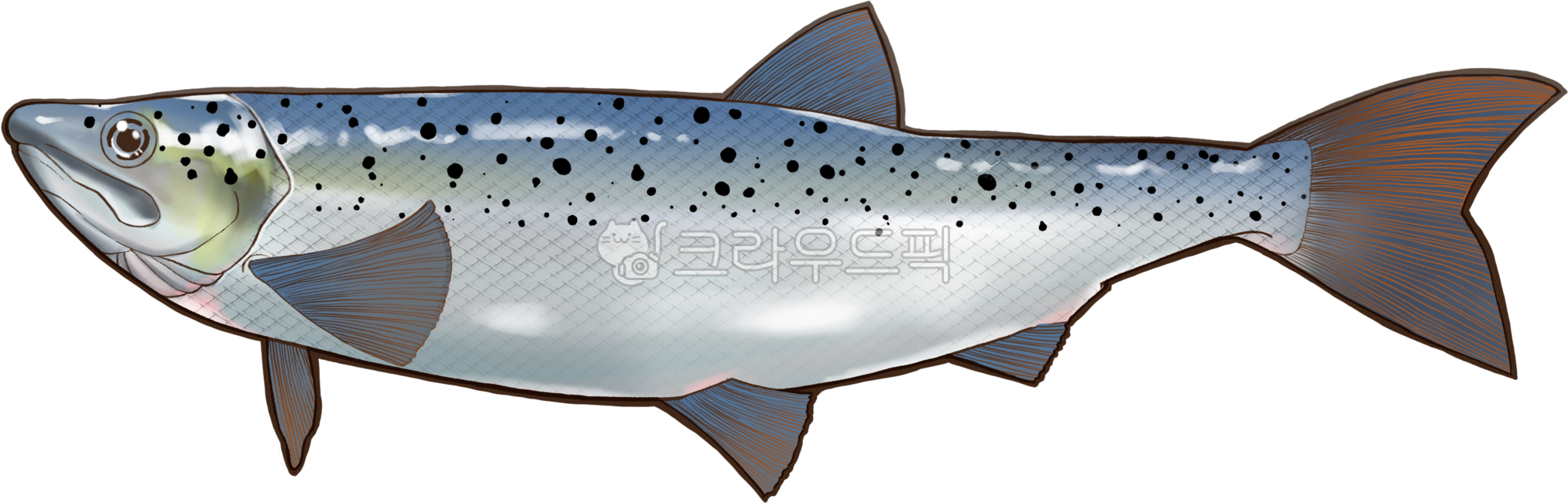 salmon,salmon drawing,fish,fish,fish illustration,illustration