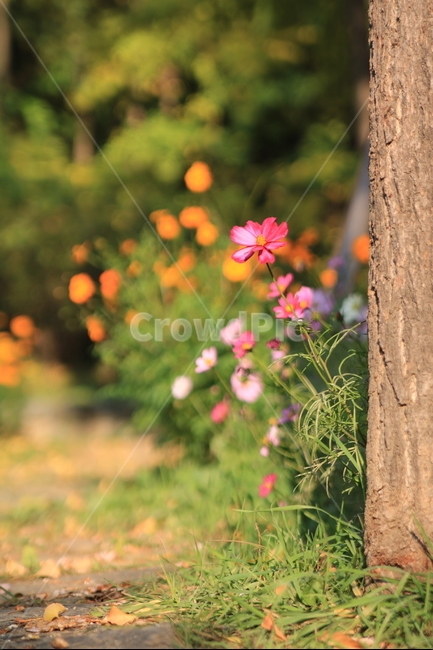 가을,꽃,코스모스,풍경,꽃길,가을,계절,fall,autumn,season,식물,자연,plants,nature,꽃,flower,blossom,geranium,제라늄,plant