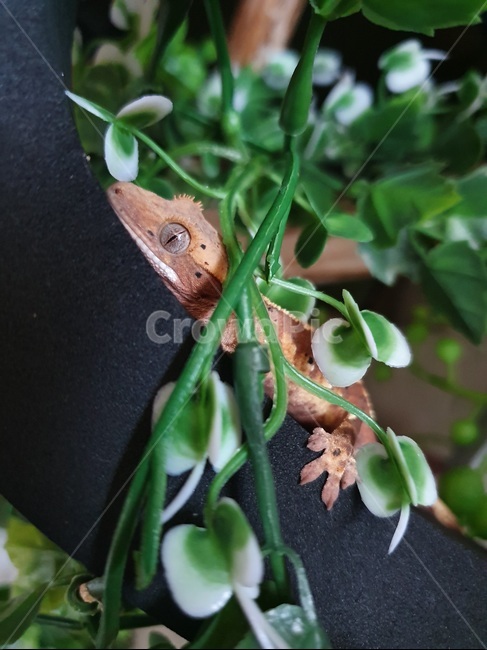 파충류,도마뱀,게코,크레스티드게코,gecko,reptile,파충류,양서류,reptile,amphibian