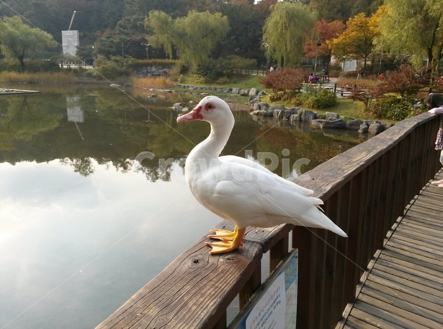 오리,호수,풍경,나무,물