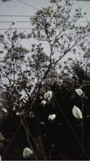 목련,꽃,밤,목련꽃,magnolia,봄,나무,tree,식물,plant,flower