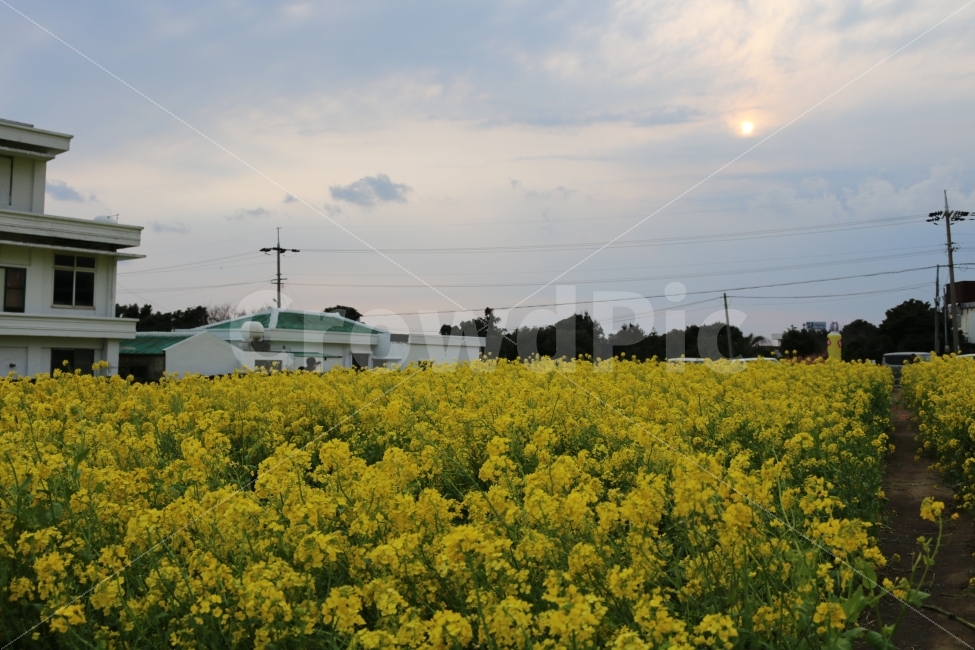 제주도,제주,유채꽃,유채,꽃,자연,풍경,nature,landscape,봄,계절,spring,season,제주도,jeju,jeju island,field,들,outdoors,옥외,grassland,목초지
