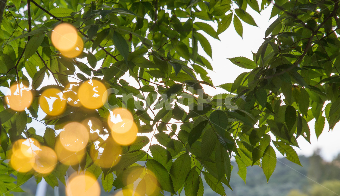 움직이는빛,흐림,풍경,소용돌이램프,전기손전등,보케,plant,식물,식물,자연,plants,nature
