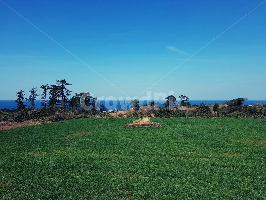 하늘,밭,논,녹색,제주,무덤,배경화면,바닷가,바다,자연,풍경,nature,landscape,한국자연풍경,한국자연경관,korea nature landscape,제주도,jeju,jeju island,grass,잔디,plant,식물