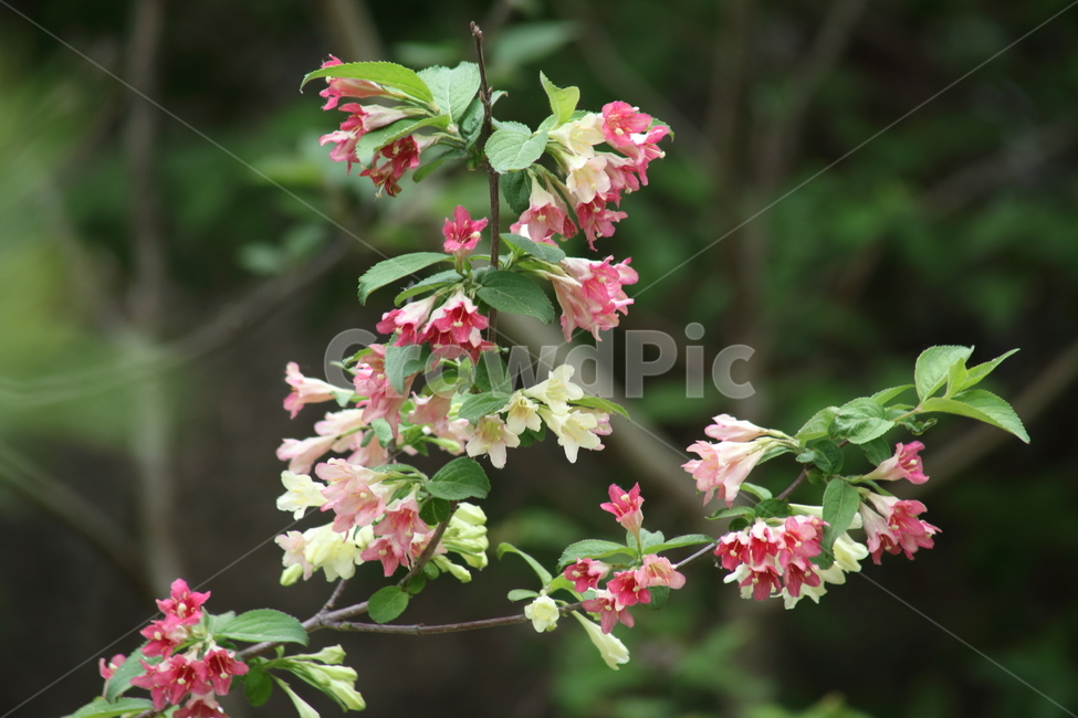 병꽃나무,꽃,봄,팟꽃나무,weigela
