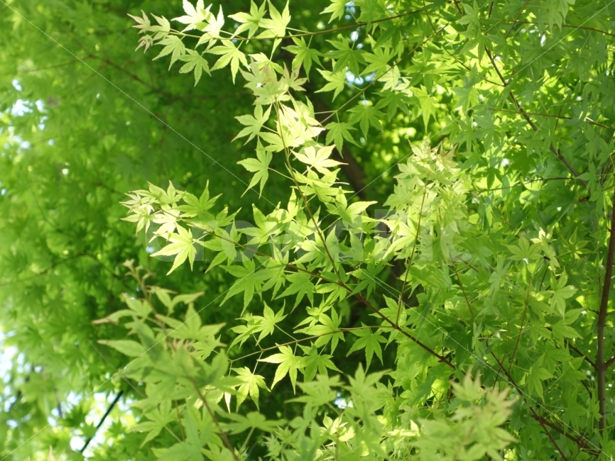 단풍나무,초록색,청량함,여름,깨끗함,식물,자연,plants,nature