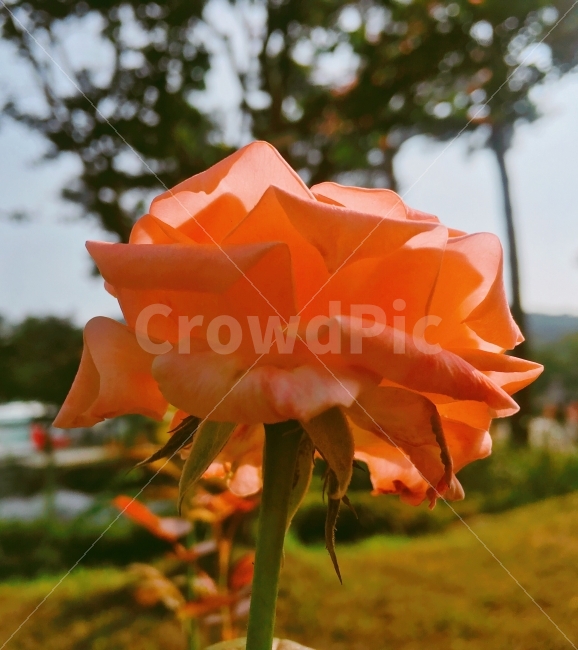 장미,꽃,장미꽃,rose,flower,빈티지,감성사진,필름사진,식물,자연,plants,nature,꽃,flower,색깔,색상,색채,색감,color sense,color sensitivity,feeling of color
