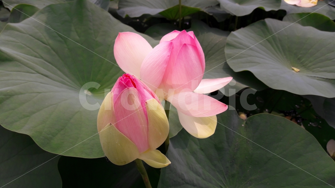 연꽃,연잎,여름,배경,조화,식물,자연,plants,nature,꽃,flower