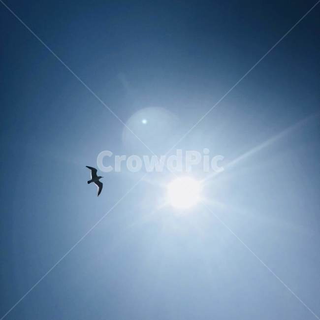 갈매기,하늘,바다,파란하늘,태양
