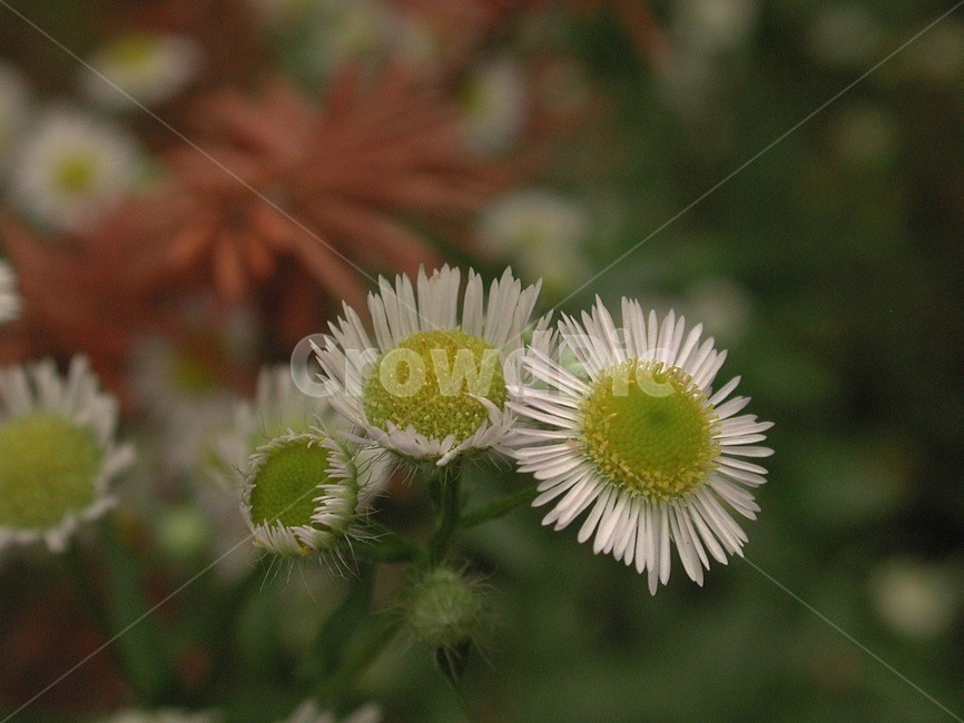 들풀,들꽃,배경,바탕화면,꽃,식물,자연,식물,자연,plants,nature,꽃,flower