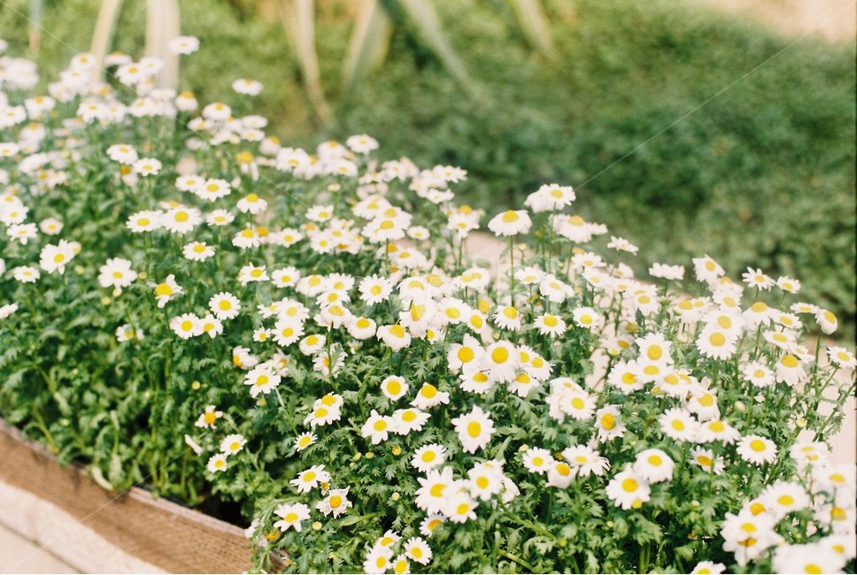 꽃,계란꽃,들꽃,봄꽃,화단,필름,필름카메라,film,filmphotography,식물,자연,plants,nature,꽃,flower