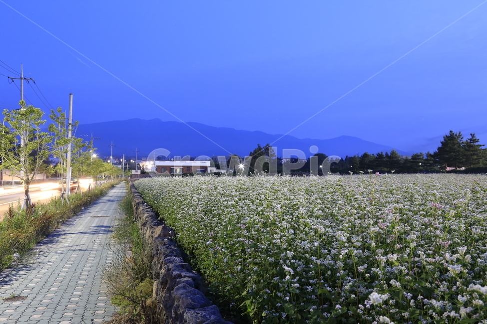 메밀,제주도,꽃,메밀꽃,식물,자연,풍경,nature,landscape,식물,plants,꽃,flower
