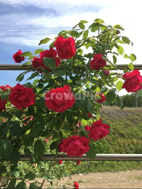 장미,rose,flower,꽃,식물