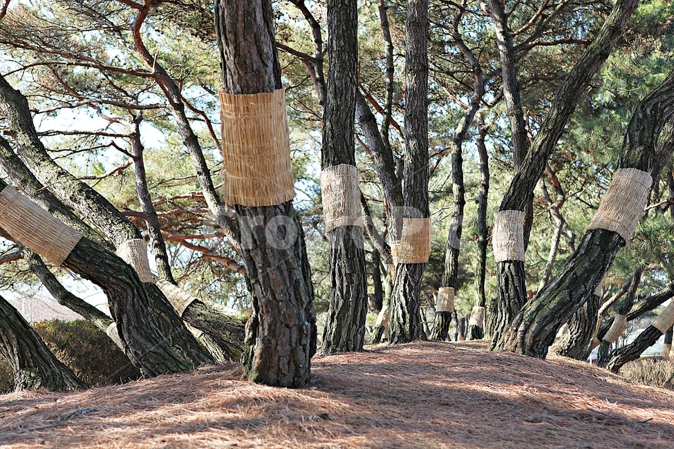 소나무,솔잎,숲,나무,식물,자연,풍경,겨울,공원,자연,풍경,nature,landscape