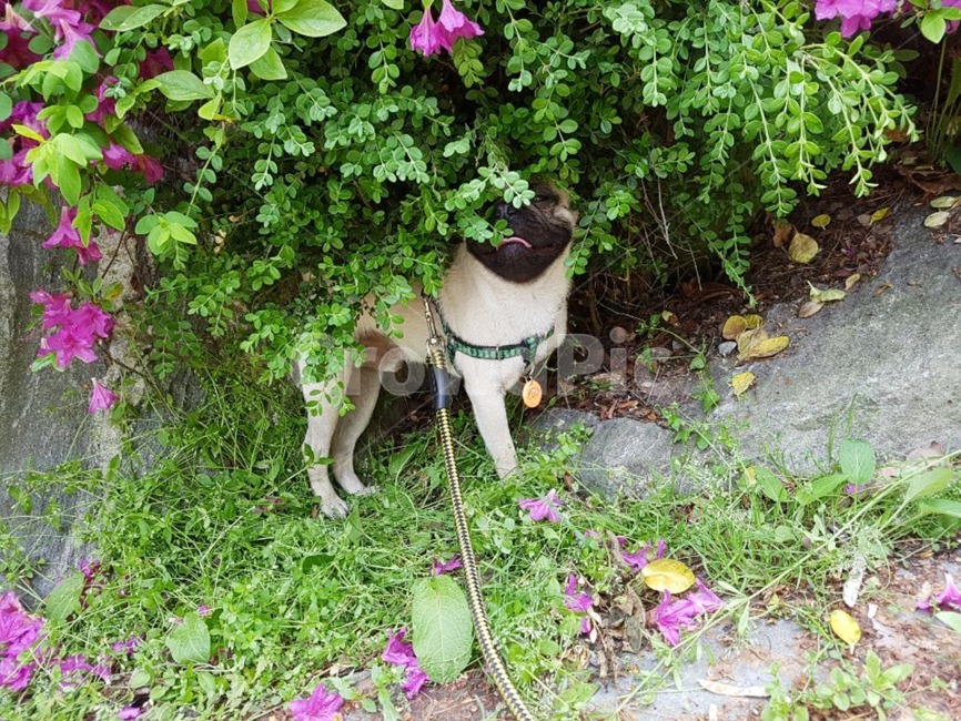 퍼그,강아지,반려견,애완동물,산책,동물,animal,포유류,mammal,개,강아지,dog,doggy