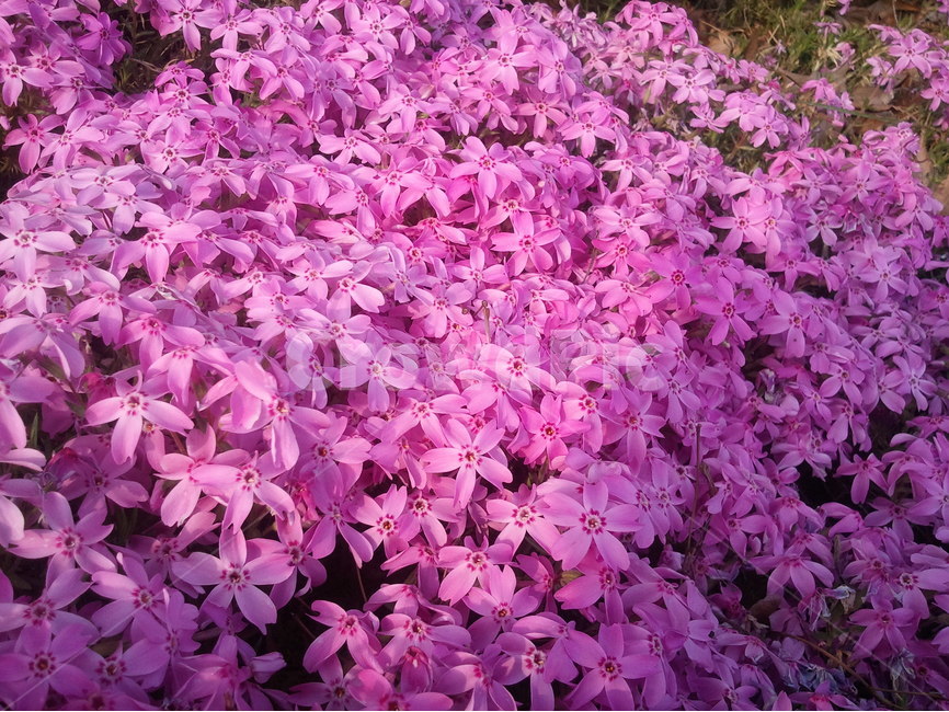 잔디꽃,꽃잔디,지면패랭이꽃,분홍잔디꽃,분홍꽃,식물,자연,plants,nature,꽃,flower