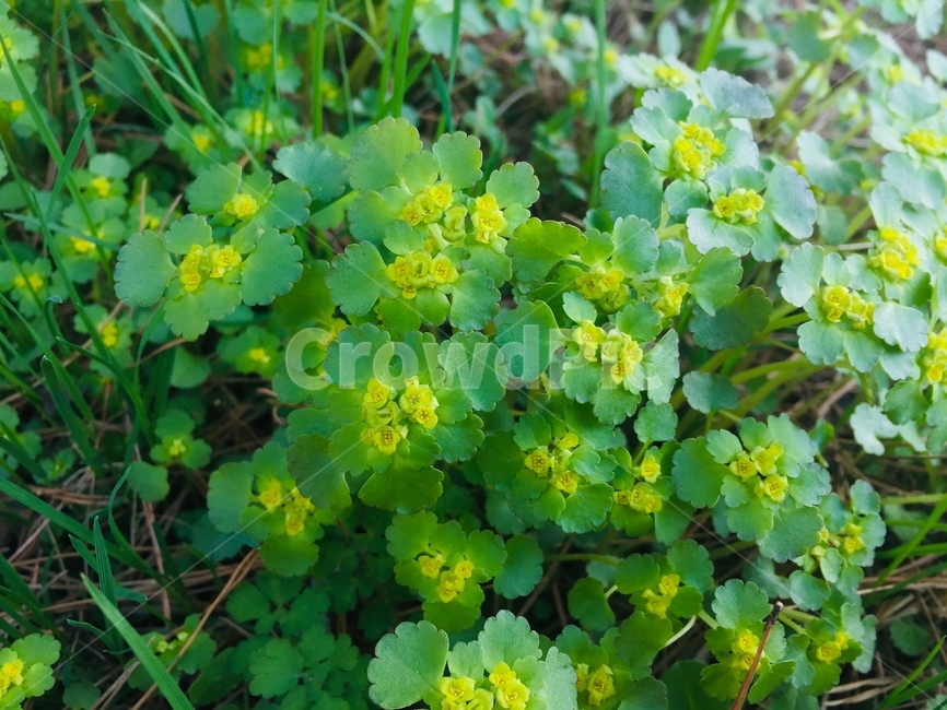 풀,꽃,식물,풀잎,녹색,봄,싱그러움,식물,자연,plants,nature