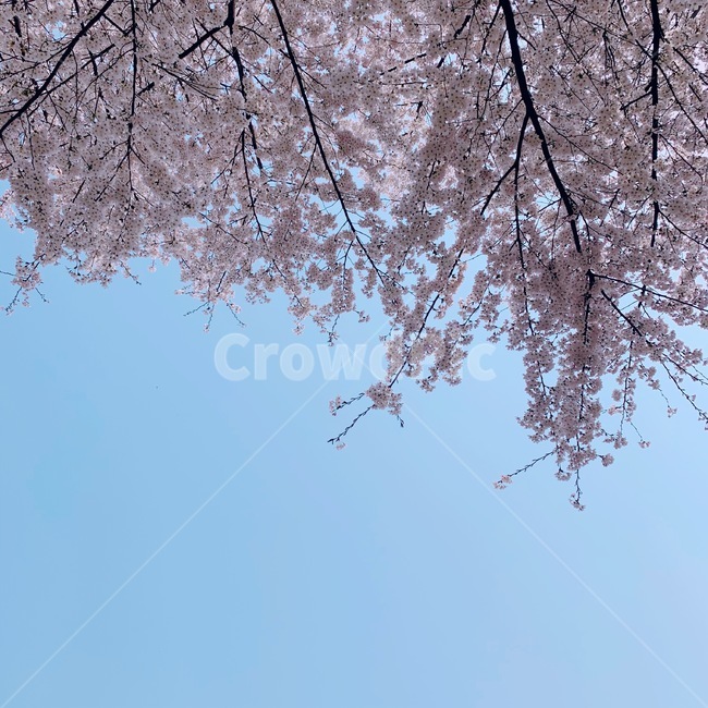 벚꽃,벚나무,blossom,cherryblossom,봄