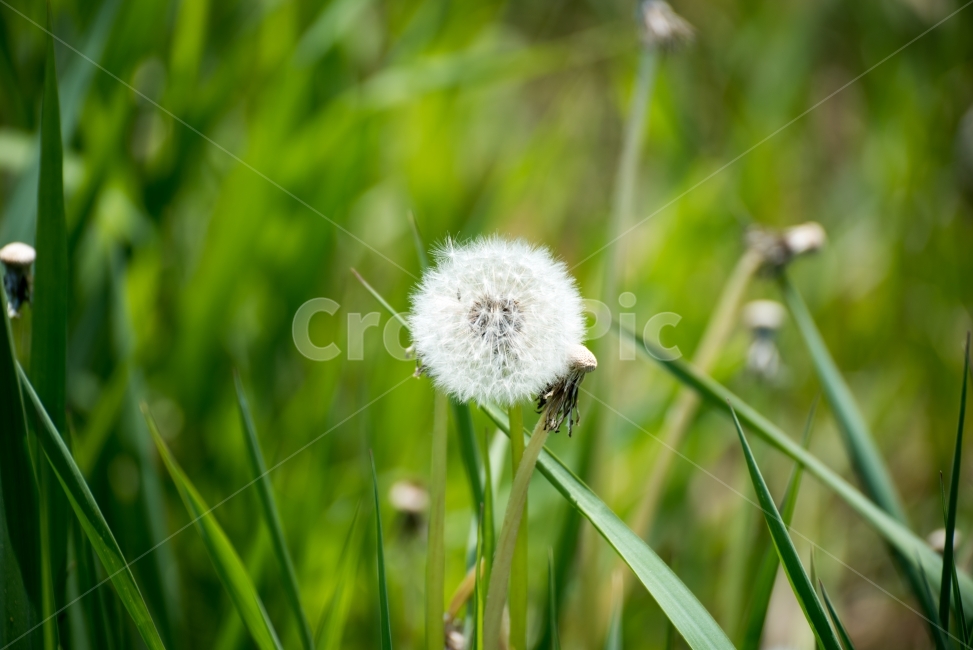 민들레,들꽃,봄,여름,꽃,식물,자연,plants,nature,flower,식물,자연,plants,nature,꽃,flower