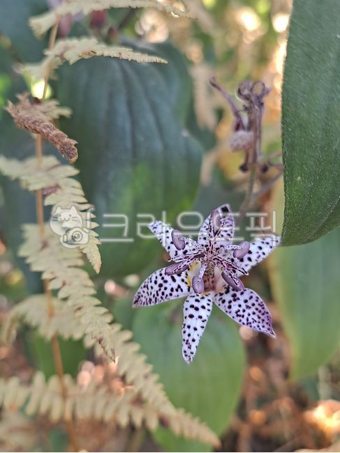 nature,autumn background,Spotted,leaf,flower,outdoor,petal,fall,cuckoo lily flower,plant,cuckoo lily,season,autumn