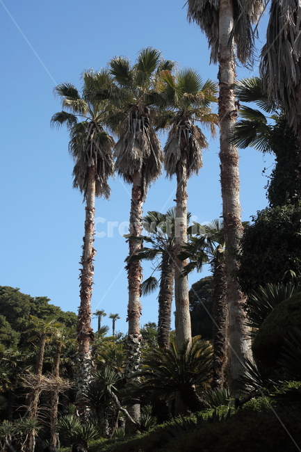 와싱톤야자나무,야자나무,식물,palm,plant,식물,자연,plants,nature,나무,trees,wood
