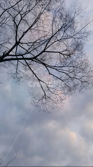 아침,구름,하늘,나무,겨울,감성,자연,풍경,nature,landscape