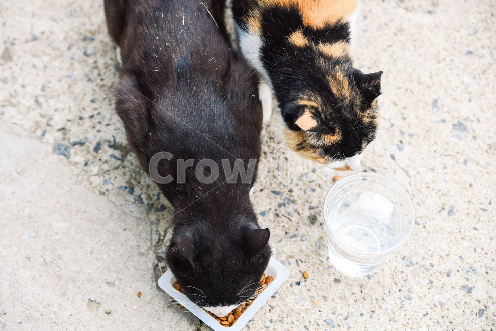 고양이,캣,냥냥이,길고양이,삼색이,치즈냥,냥,cat,동물,동물,animal,포유류,mammal,고양이,cat,kitten,kitty