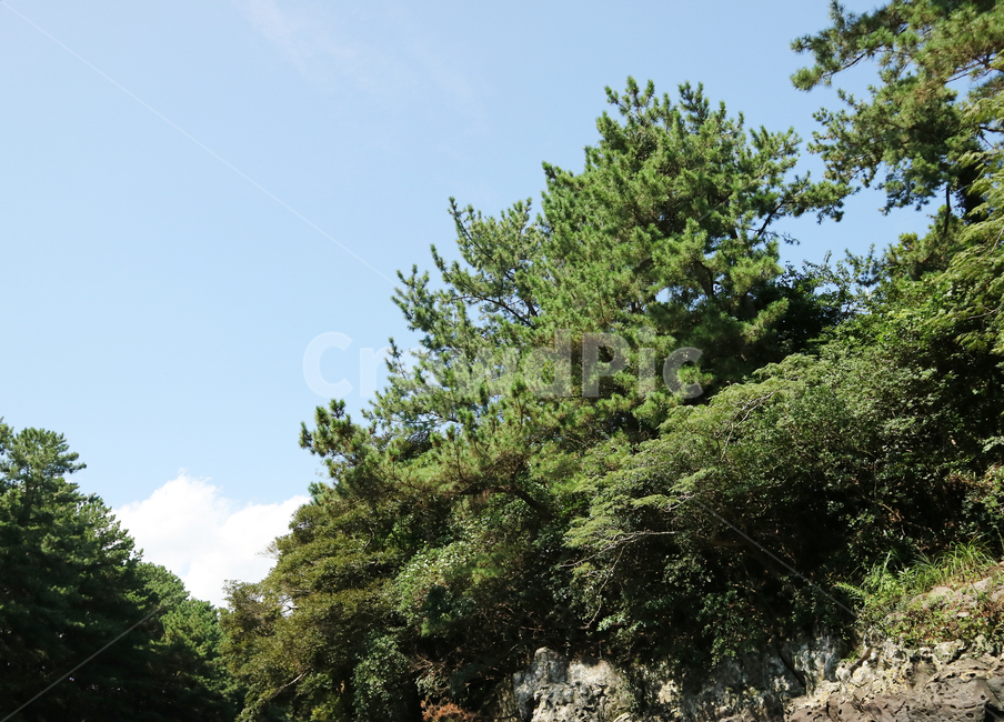 풍경,식물,나무,하늘,야외,자연,식물,자연,plants,nature,나무,trees,wood