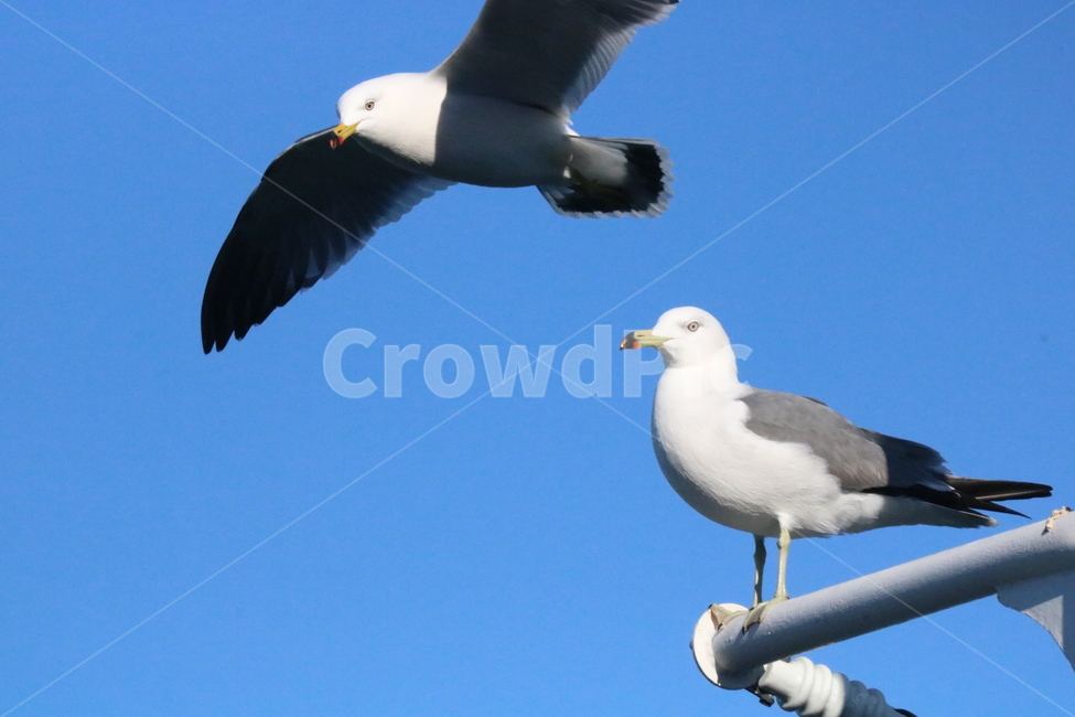 갈매기,바다,새,하늘,동물,동물,animal,조류,새,birds