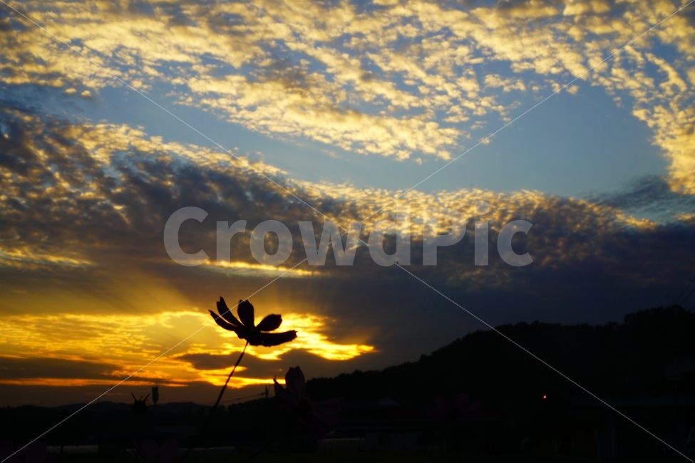 cosmos,fall,senset,코스모스,가을,일몰,꽃,flower,붉은하늘,풍경,landscape,하늘,sky,자연,풍경,nature,landscape,가을,계절,fall,autumn,season,outdoors,옥외,sunlight,햇빛,dusk,황혼,dawn,새벽,red sky,붉은 하늘,sunset,animal,동물,bird,새