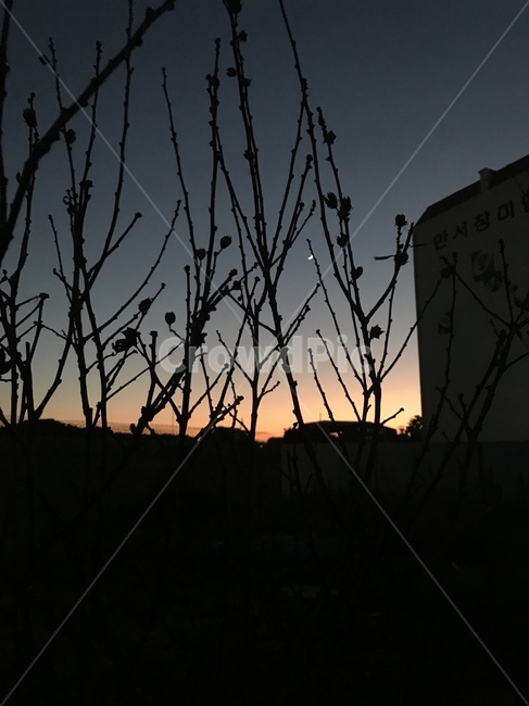 달,건물,나뭇가지,나무,검은색,주황,빛,감성,하늘,식물,자연,plants,nature,실루엣,그림자,silhouette,shadow