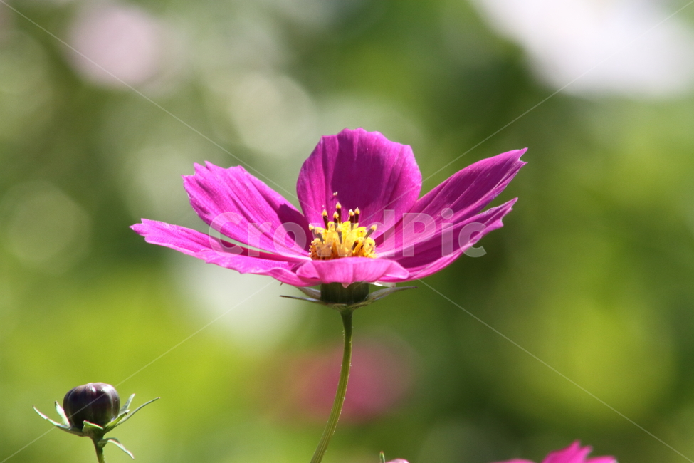 코스모스,꽃,식물,가을꽃,cosmos,가을,계절,fall,autumn,season,식물,자연,plants,nature,꽃,flower,plant